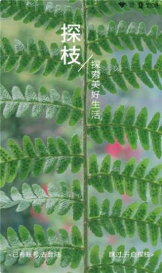 探枝安卓版 V1.2.5